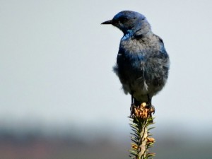 Mountain blue bird. 