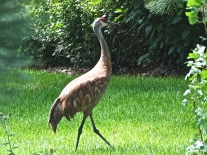 The Sandhill Cranes have arrived and strut around. 
