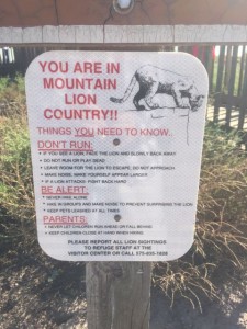 Today it's Mountain Lion country. No warning on feeding so I suppose it's ok.