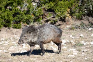 Javelina and no it's not a pig or wild boar. They get terribly offended if you call them that.