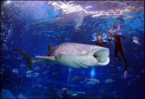 Whale Shark, a gentle giant, 30 foot long with a big mouth.
