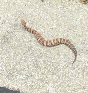 Poor wee thing nearly got run over. I think it's a Pigmy  Rattlesnake, but can't be sure as its label had dropped off. Certainly stood its ground, showed me his dentures and tried to rattle its tail.