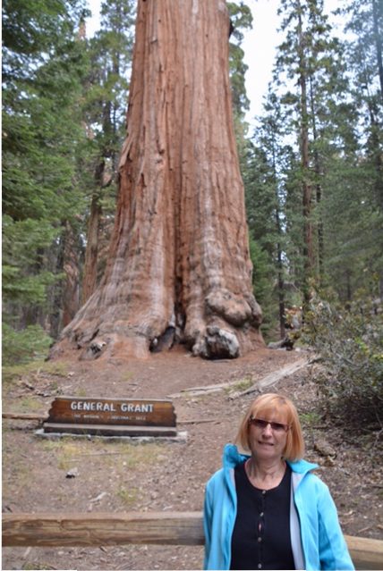 The biggest tree in the world.